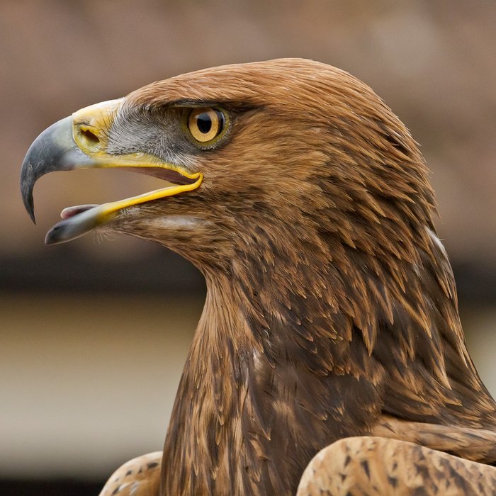 Buyagift Full Day Falconry Experience for Two