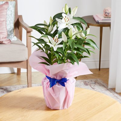 Large Gift Wrapped Lily Plant