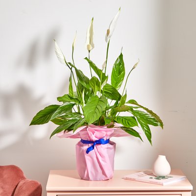 The Large Gift Wrapped Peace Lily