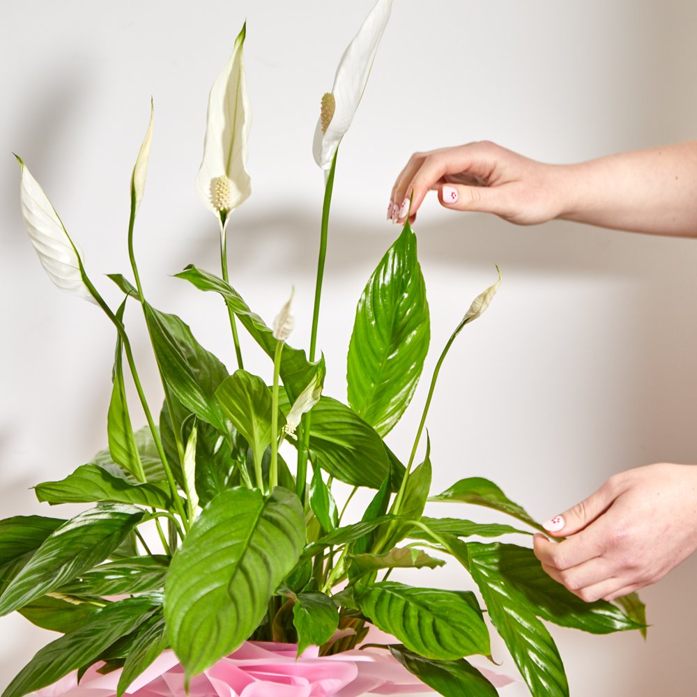 The Large Gift Wrapped Peace Lily Flowers