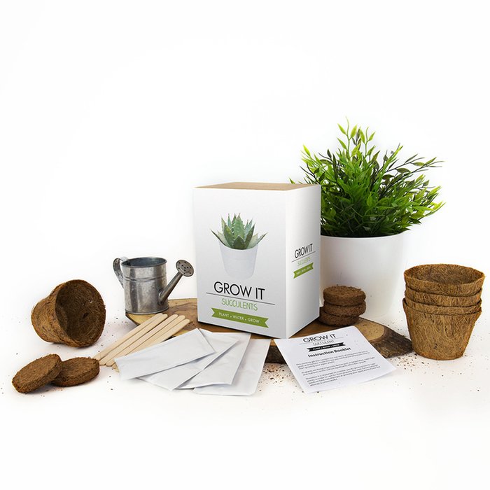 Grow Your Own Succulent