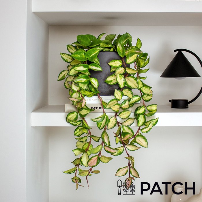 Patch 'Otto' The Wax Flower Plant With Pot