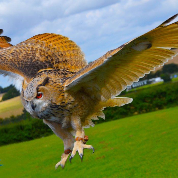 Two Hour Birds of Prey Experience for Two at CJ's Birds of Prey