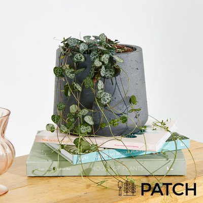 Patch 'Peggy' The String of Hearts Plant With Pot