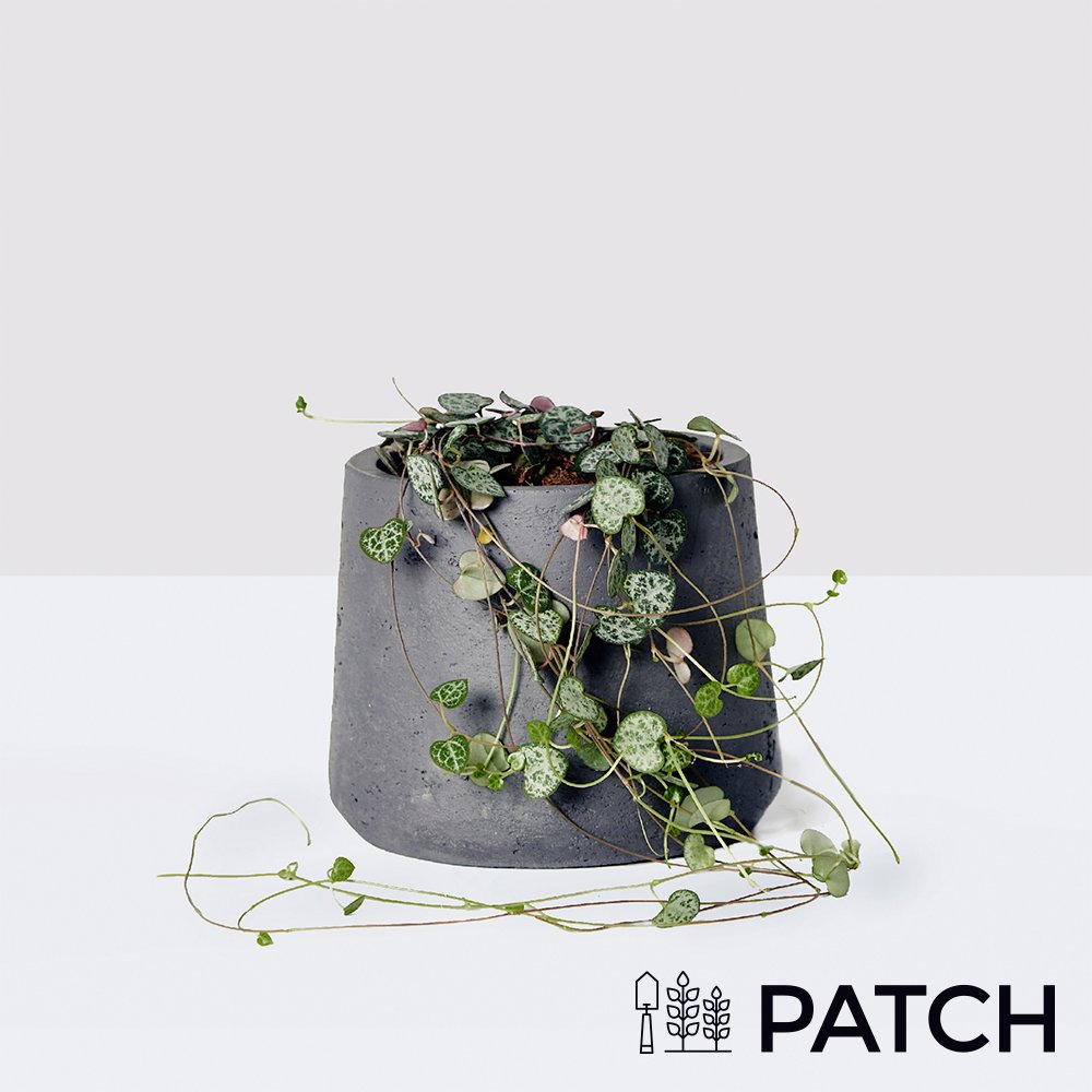 Patch 'peggy' The String Of Hearts Plant With Pot Flowers