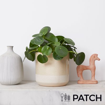 Patch 'Penny' The Penny Plant With Pot