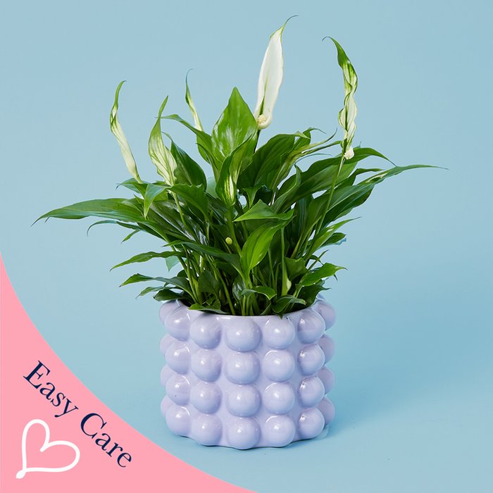 Peace Lily & Lilac Bubble Planter