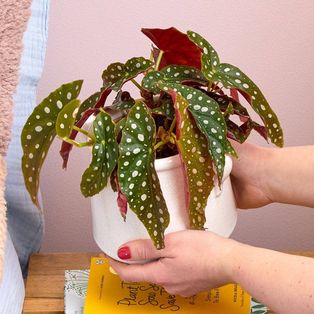 Begonia Dotty In White Crackle Pot Flowers