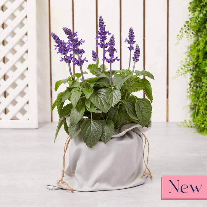 The Salvia plant
