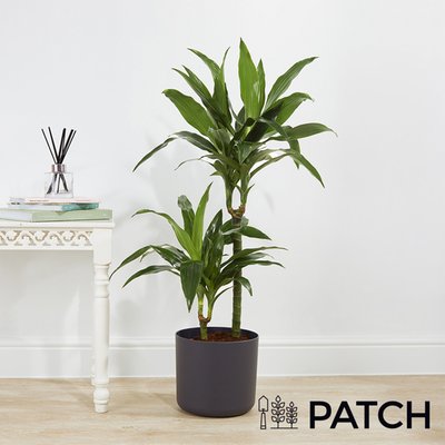 Patch Extra Large 'Rick' The Corn Plant With Pot