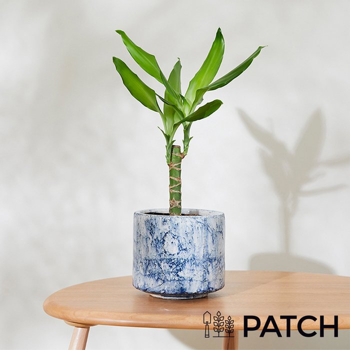 Patch 'Rick' The Corn Plant With Pot