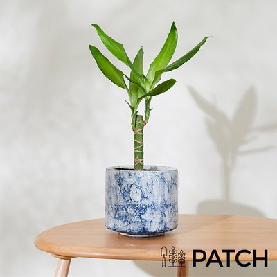 Patch Rick in Ceramic Blue Pot