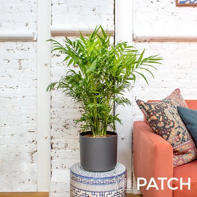 Patch Large 'Sharon' The Palour Palm With Pot