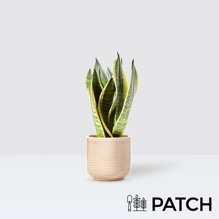 Patch ‘Susie' The Snake Plant With Pot