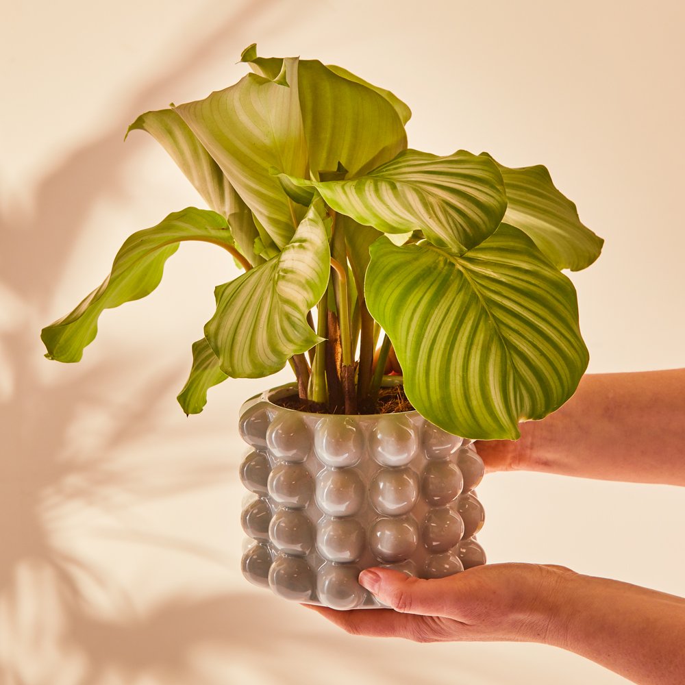 Sass & Belle Calathea Orbifolia In Grey Bubble Planter Flowers