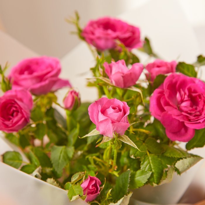 The Rose Plant, Chocolates & Mini Gift Set Moonpig