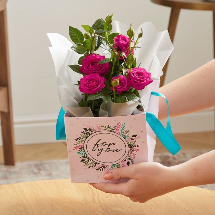 The Rose Plant, Chocolates & Mini Gift Set Moonpig