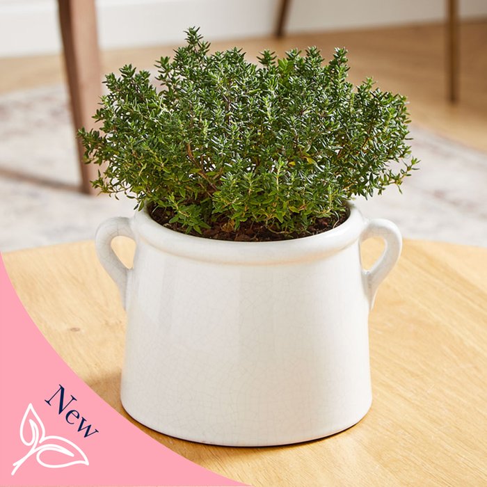 Organic Thyme in Crackle glaze pot