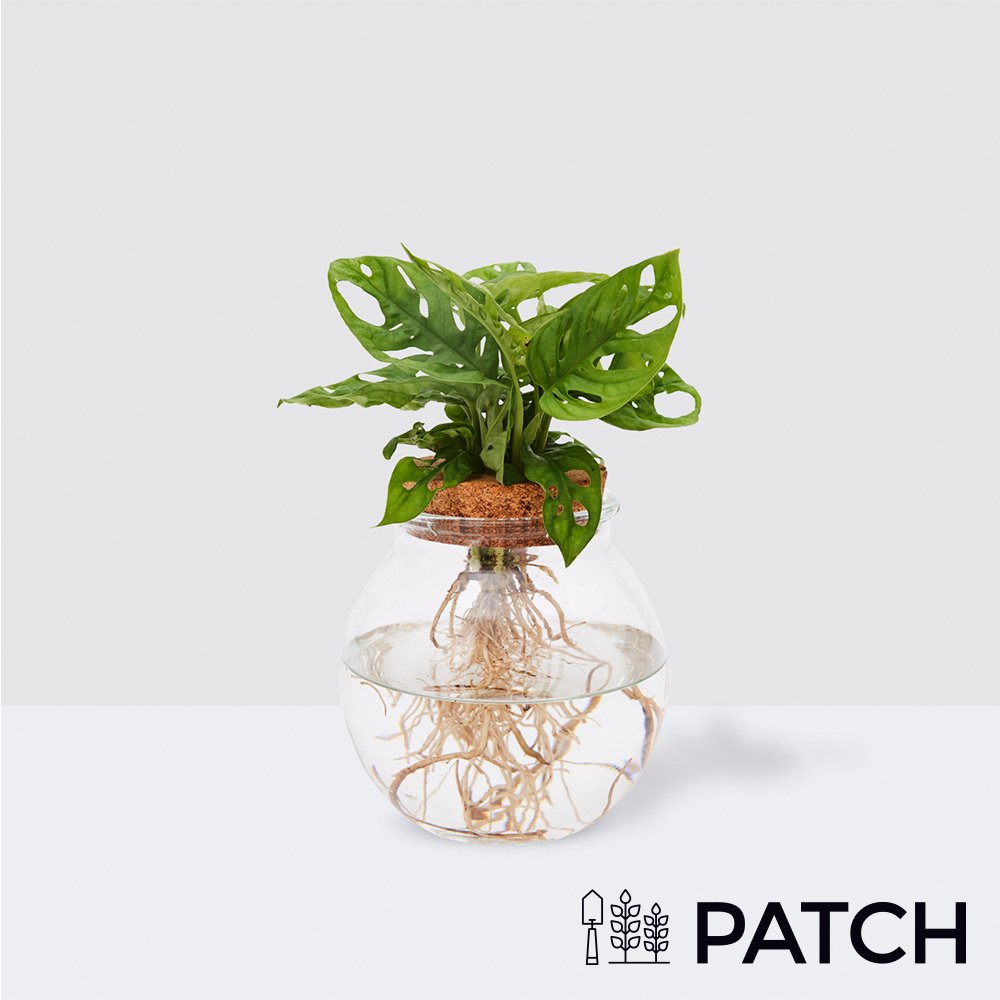 Patch ‘Wallace The Hydroponic Plant’ Set Flowers