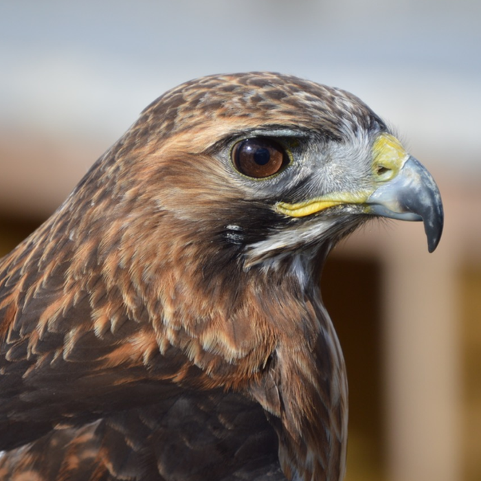 Buyagift Birds of Prey Experience with Tea and Cake for Two at Willows