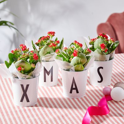 XMAS Pots with Red Kalanchoe