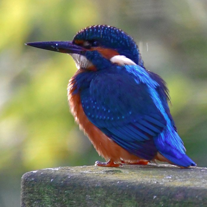 Buyagift A Private Wildlife Tour for Two with The Bird Whisperer
