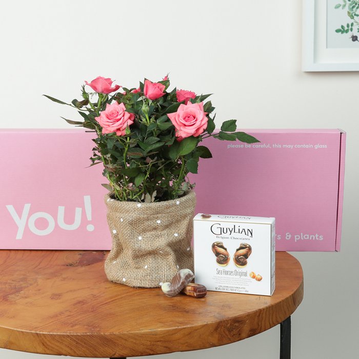 The Letterbox Rose Plant Gift Set