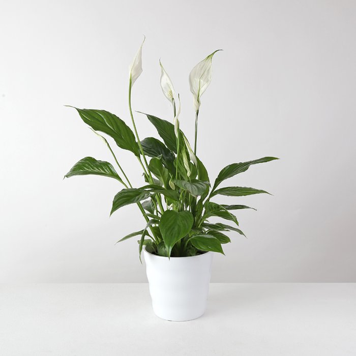 The White Peace Lily Planter 