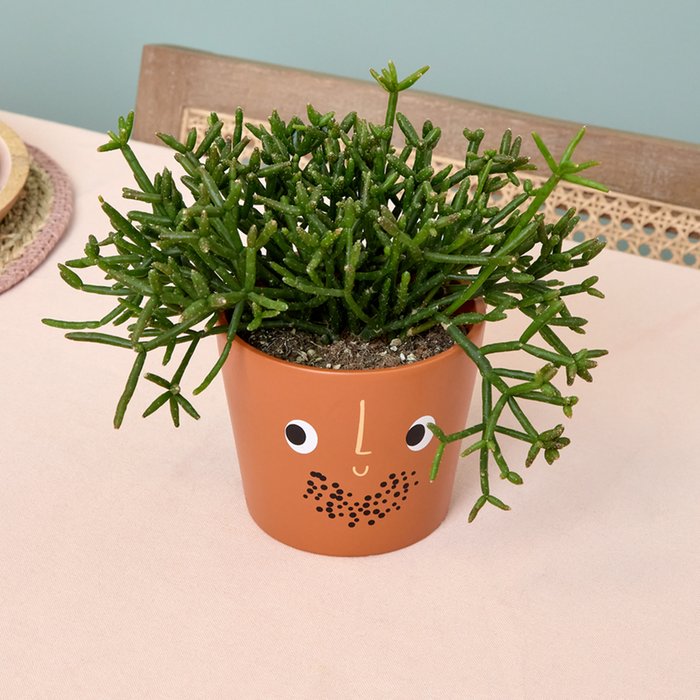 Bristle Cheeky Chap Pot and Rhipsalis Baccifera
