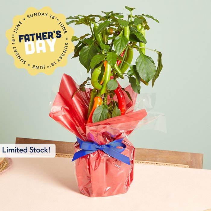 Large Gift Wrapped Red Hot Chilli Plant