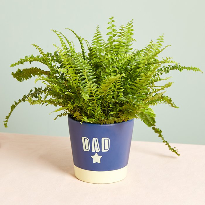 Boston Fern in Dad Pot