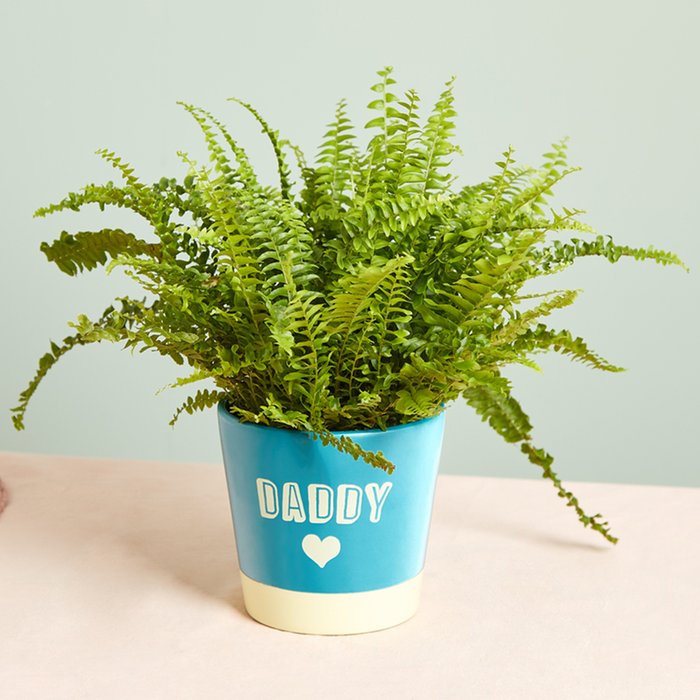 Boston Fern in Daddy Pot