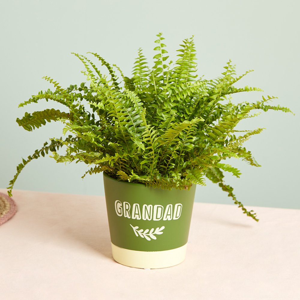 Boston Fern In Grandad Pot Flowers