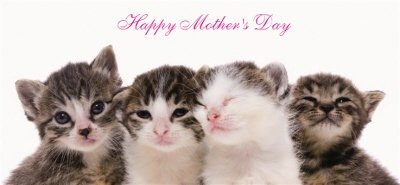 Mother's Day Kittens Personalised Mug
