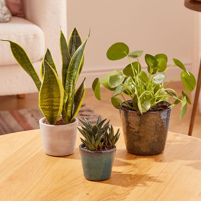 The Indoor Plant Collection