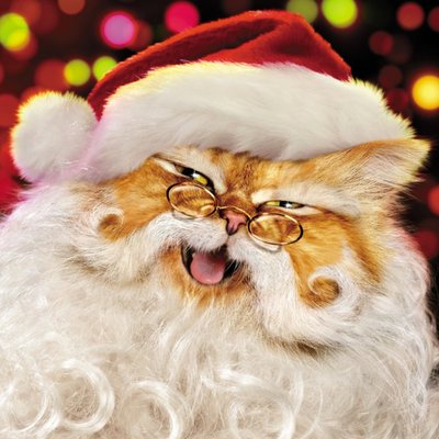 Santa Paws Christmas Cat Card
