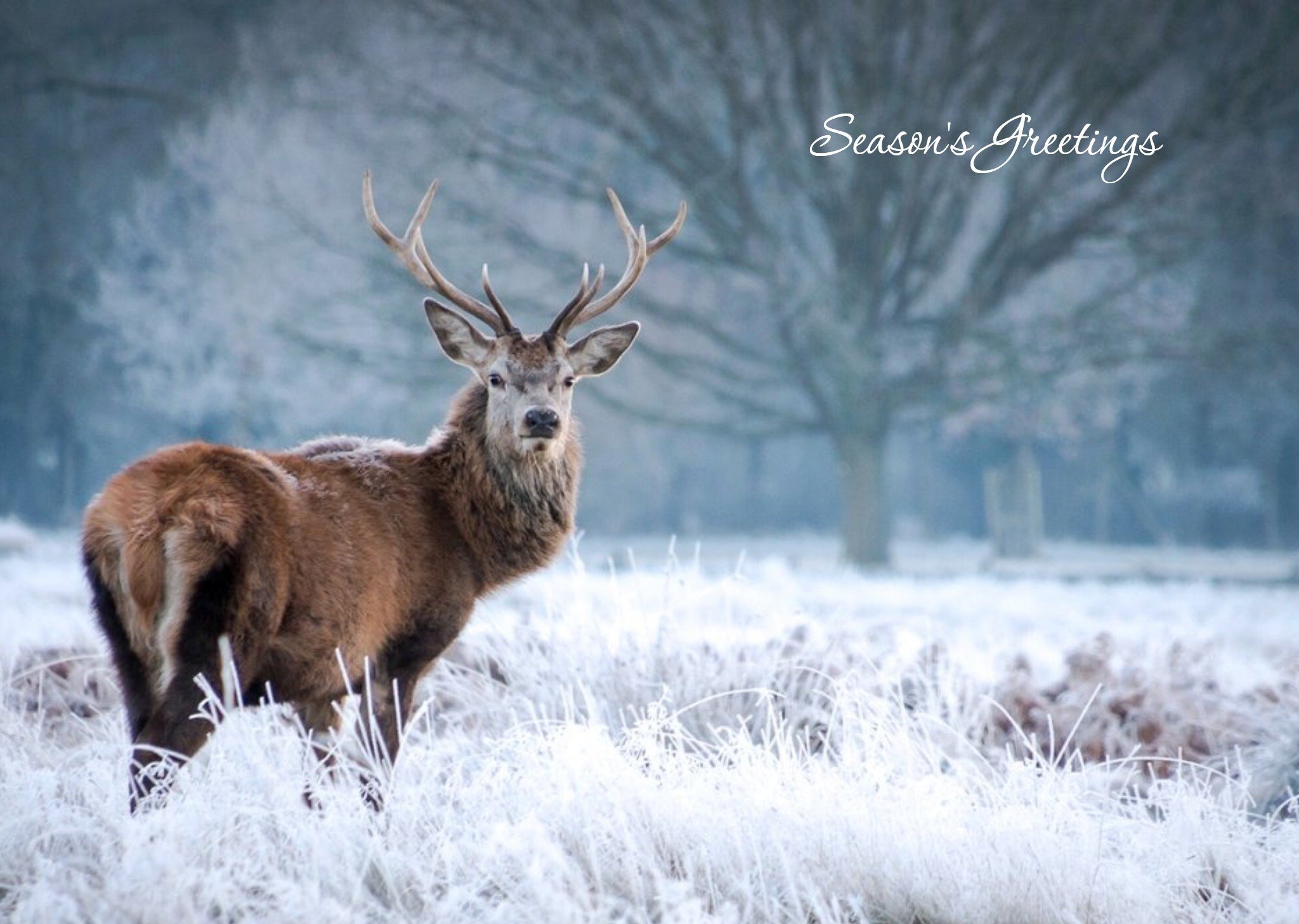 Moonpig Christmas Card - Season's Greetings - Snow - Deer, Large