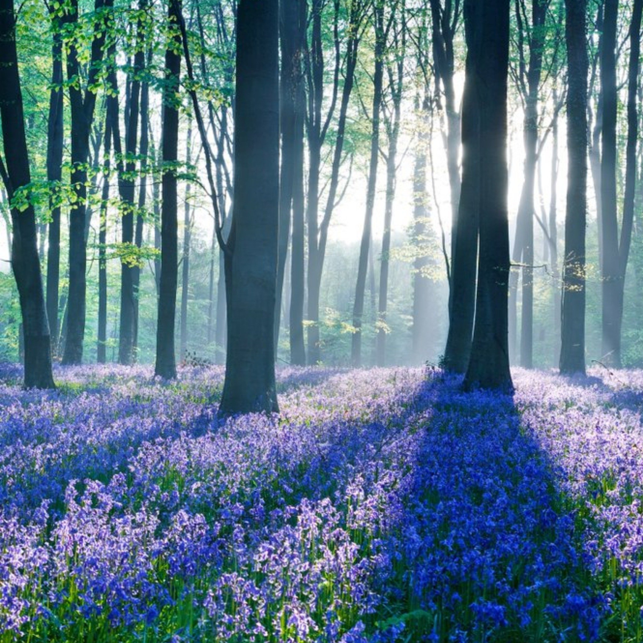 Moonpig Photographic Woodland Bluebells Just A Note Card, Large