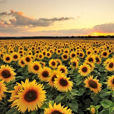 Photographic Field of Sunflowers Just a Note Card