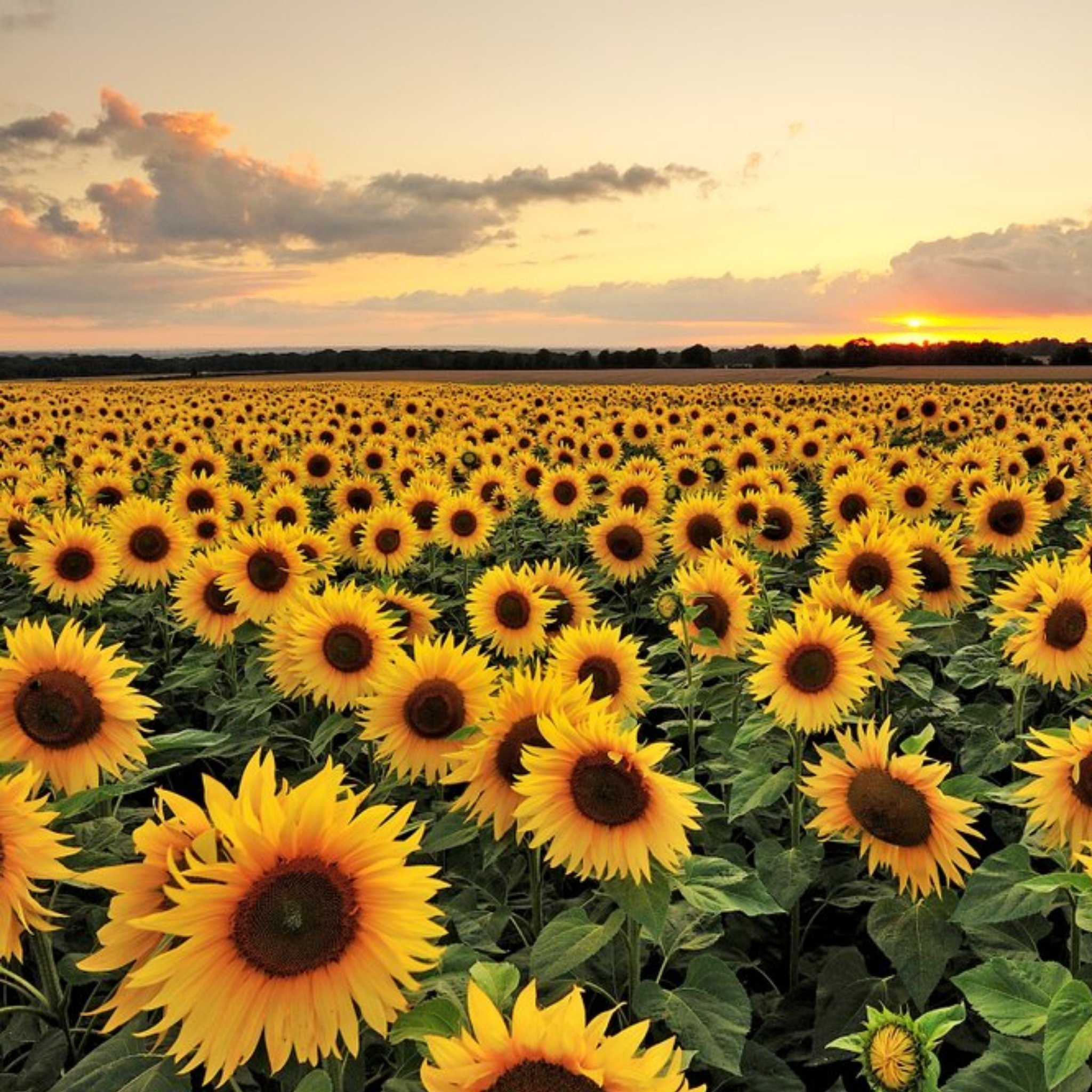 Moonpig Photographic Field Of Sunflowers Just A Note Card, Large