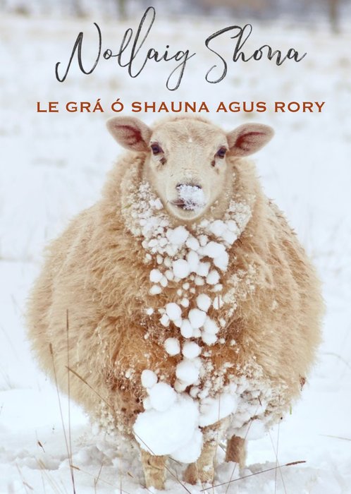Harmonia Ireland Photo Sheep Christmas Card