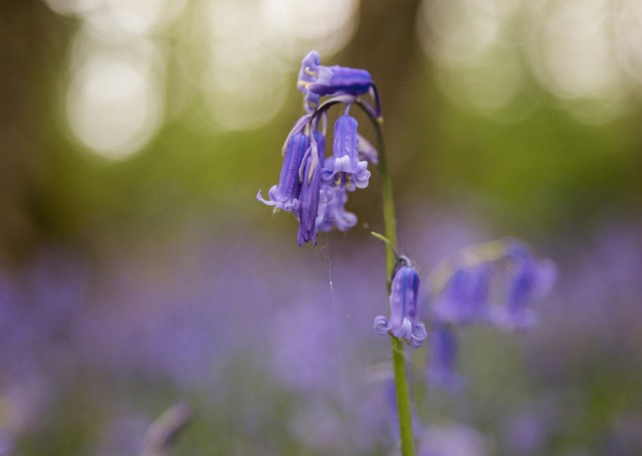 Photo Of Bluebells Flowers Card