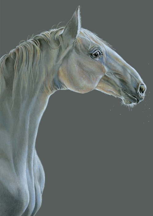 Hand Drawn White Horse Grey Background Card