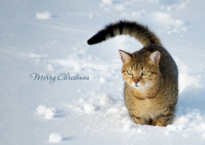 Christmas Card - Merry Christmas - Snow - Cat
