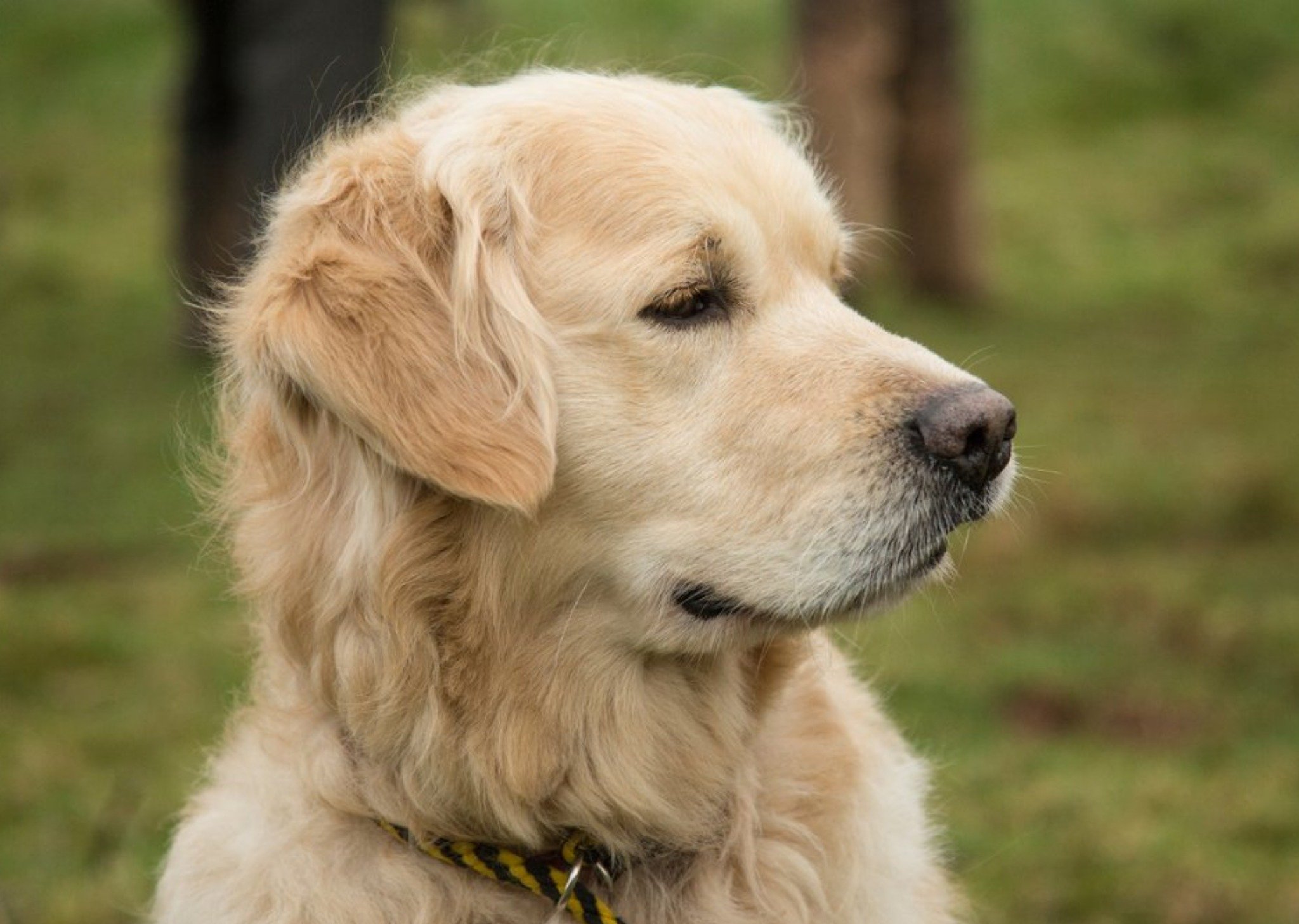 Photo Of Golden Retriever Dog Card