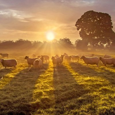 Photographic Image Of Sun Sheep And Shadows Markethill Co Armagh Ireland Card