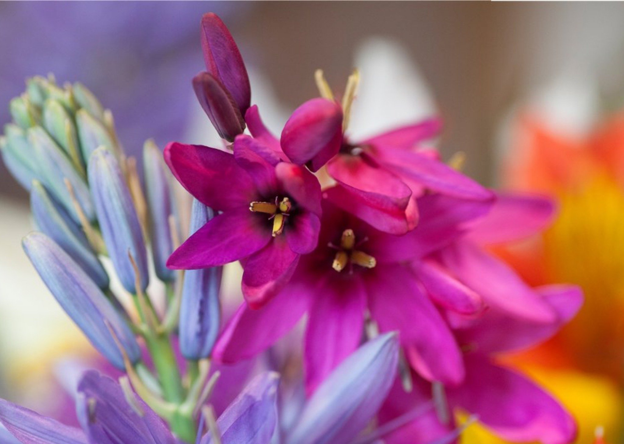 Photo Of Bouquet Flowers Card