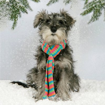 Cute Schnauzer Puppy Christmas Card