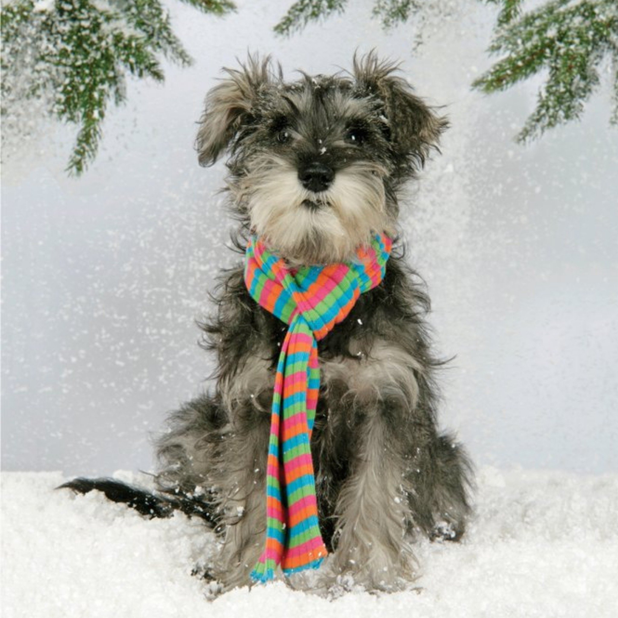 Cute Schnauzer Puppy Christmas Card, Square