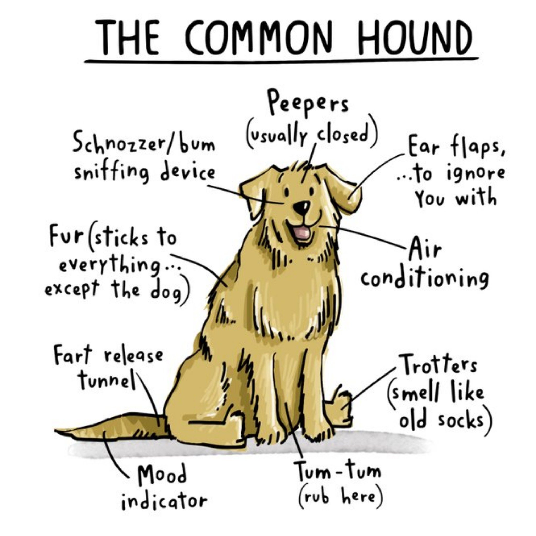 Moonpig Funny The Common Hound Birthday Card, Square